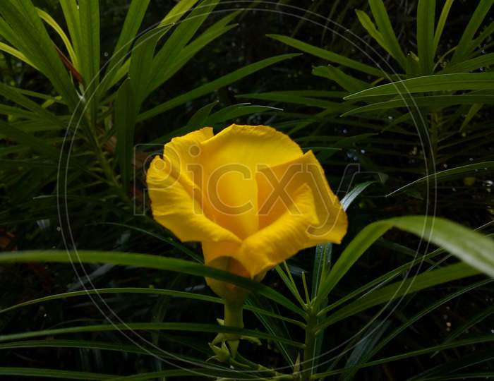 Yellow blooming flower background