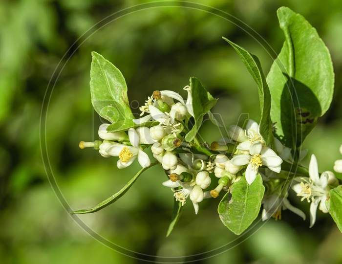 Waving Lemon Branch With Fresh New Fruits And Blooming Flowers
