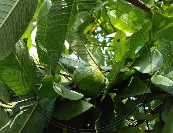 GUAVA ON TREE