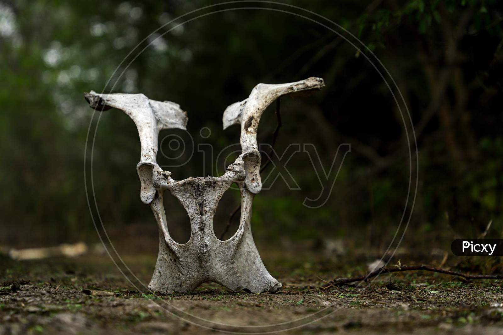 A male stag or deer skull close up at Keoladeo Ghana National Park,bharatpur,rajasthan