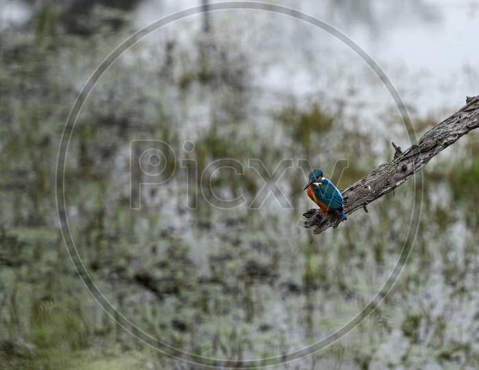 Close-up portrait of a Common kingfisher  at Keoladeo National Park, Bharatpur