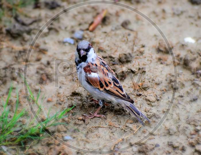 House Sparrow bird