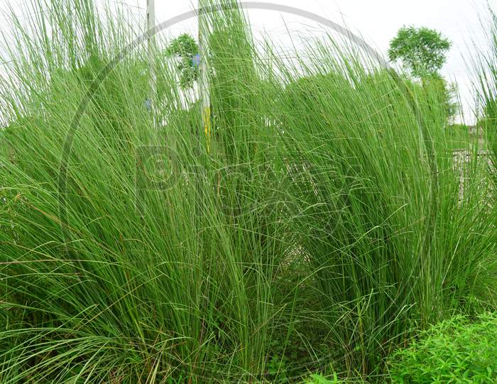 Ornamental plant of Pennisetum Alopecuroides , also known as Fountain grass view, in a field. Beautiful scattering green leaves.