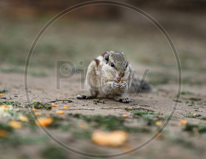 Indian palm squirrel or three-striped palm squirrel eating chips