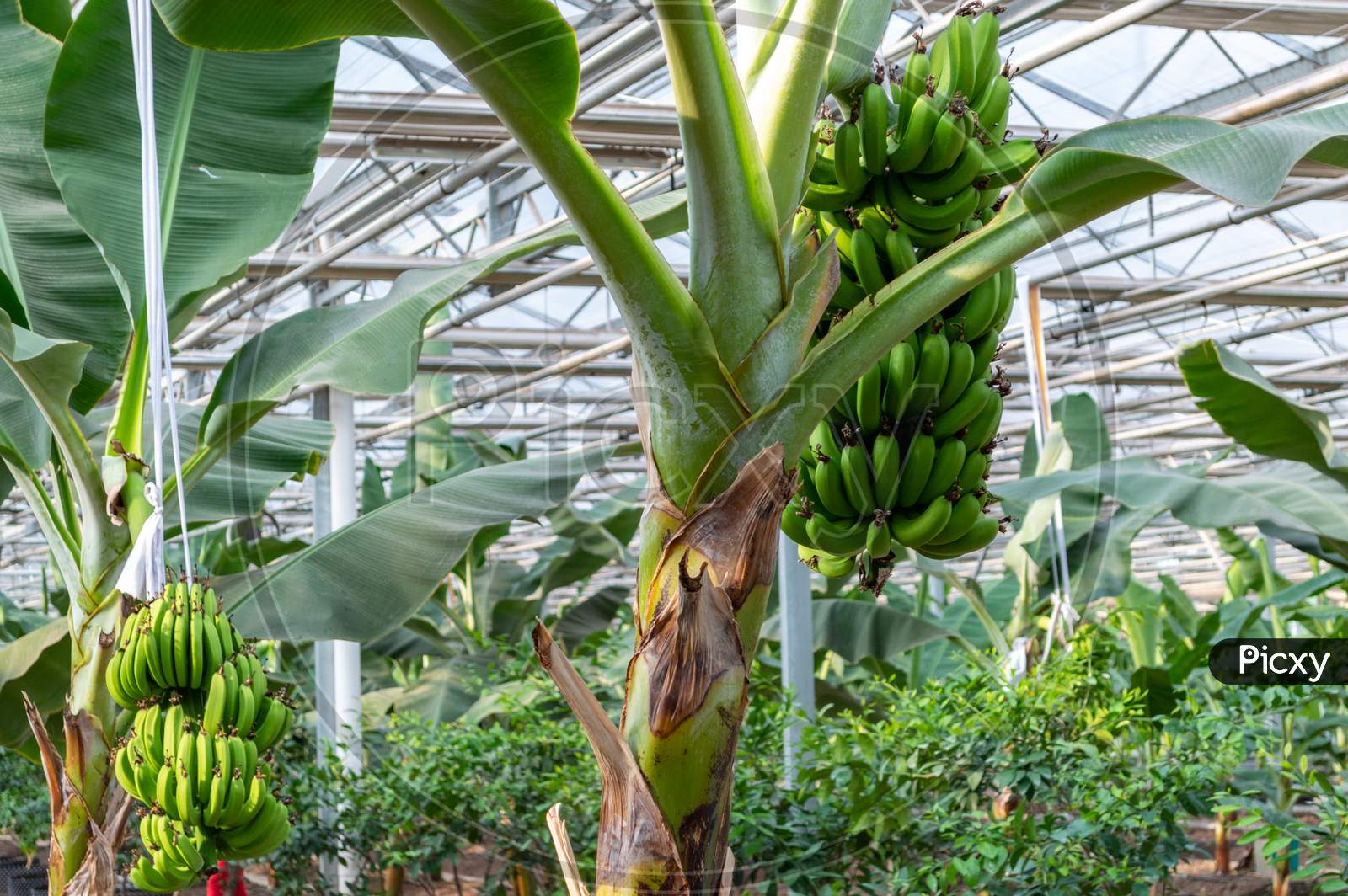 Banana Plants Growing In A Greenhouse