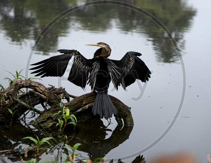 indian cormorant or Indian shag or Phalacrocorax fuscicollis at keoladeo national park or bird sanctuary bharatpur rajasthan india