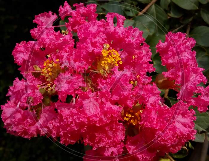Awesome pink flowers