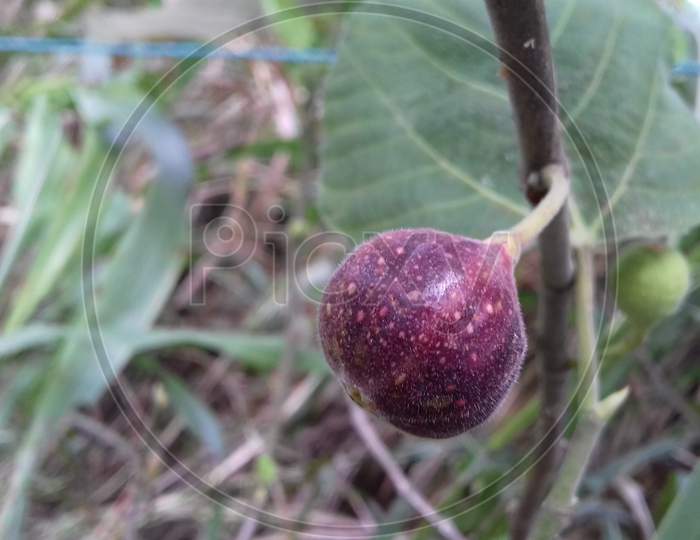 Small fruit