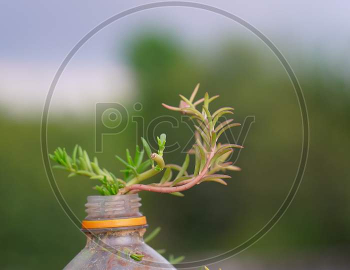 Green new budding flowering plant with blurred background.