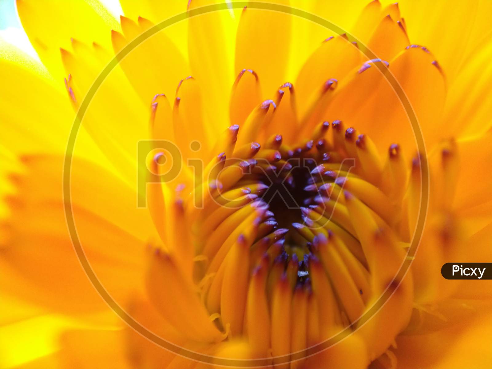 yellow flower petals macro photography