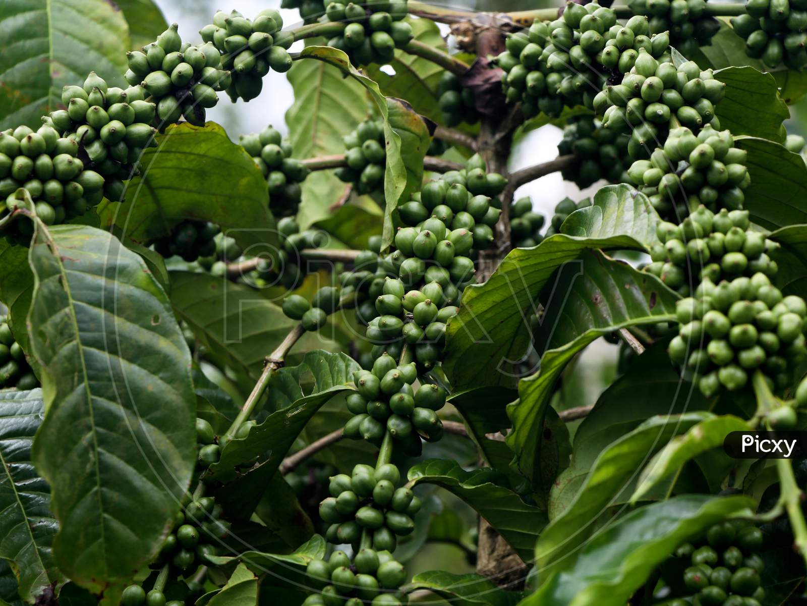 Raw Green Coffee Beans On A Coffee Plant, Selective Focus