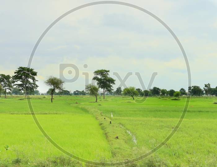 Green agricultural land in village, during monsoon.