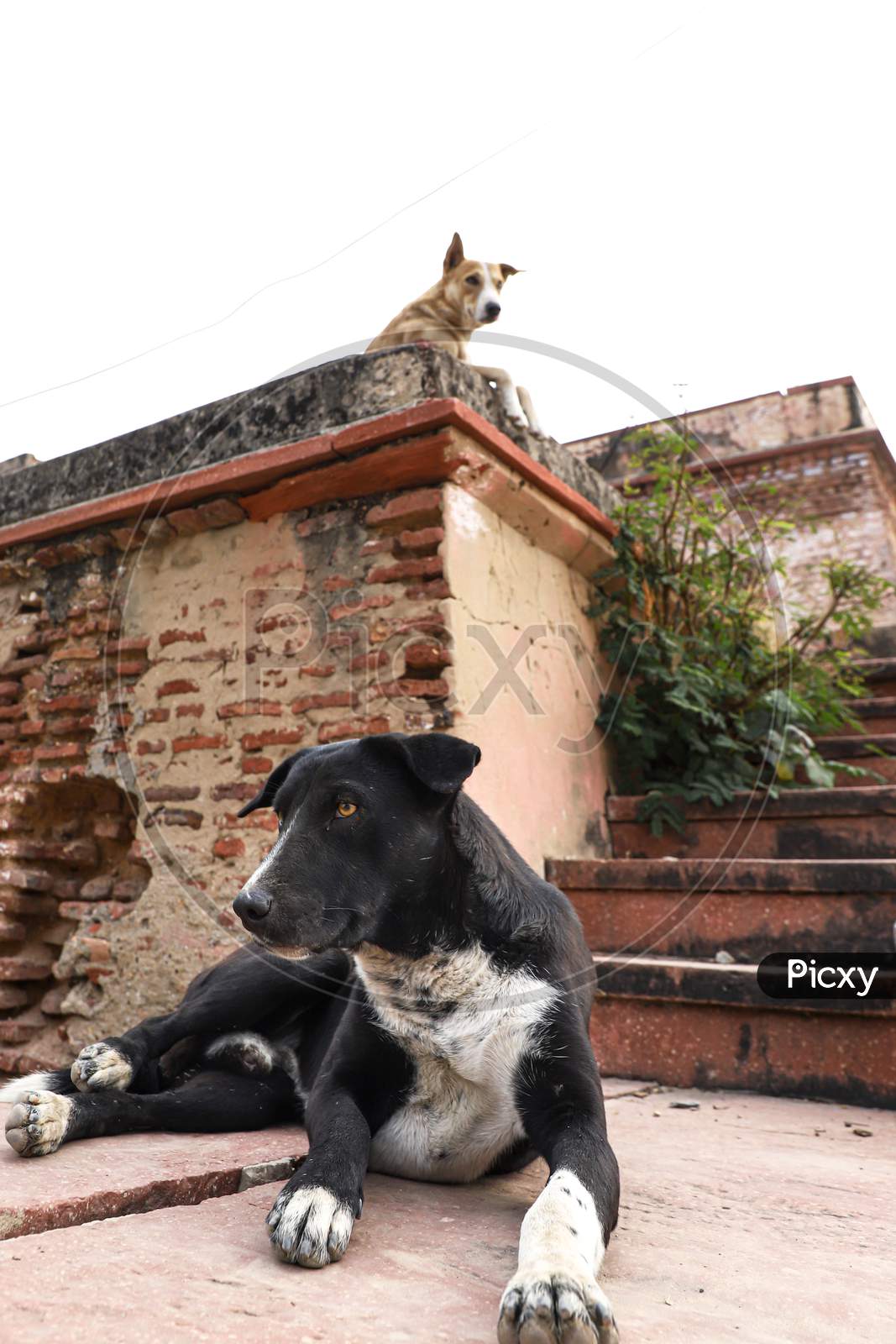 a street dog is sitting outside the old ruined house