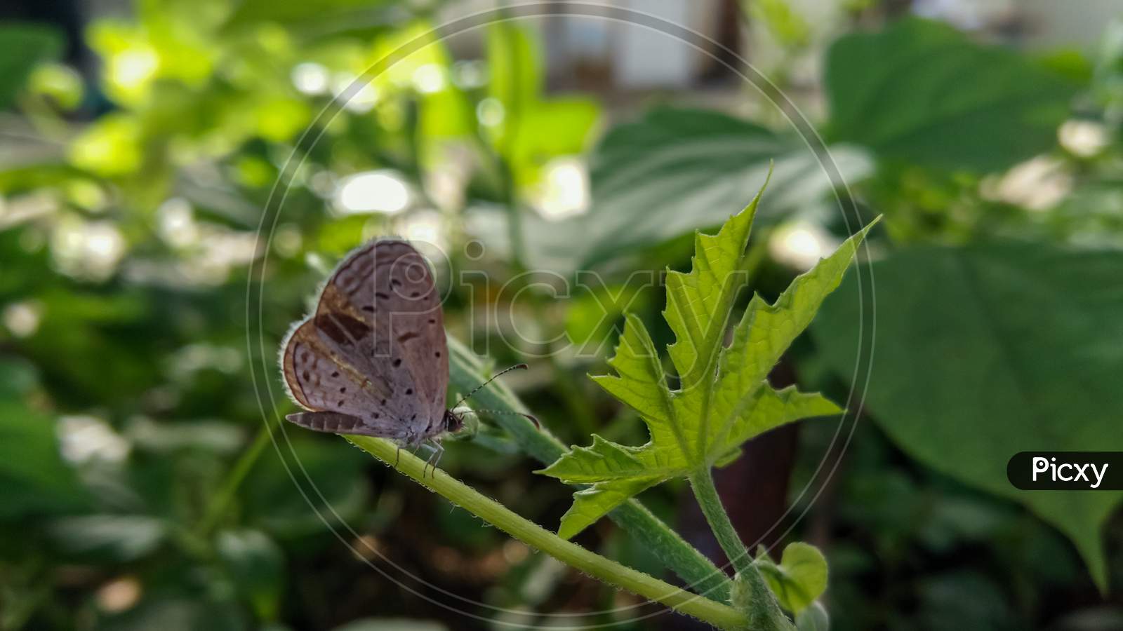 Butterfly on the green leaf