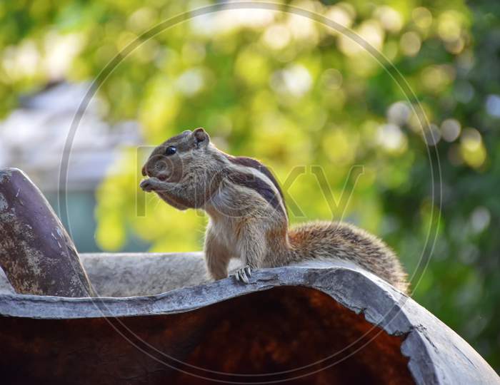 Picture Of Indian Palm Squirrel Or Three-Striped Palm Squirrel Isolated On Green Blur Background. It Is A Species Of Rodent In The Family Sciuridae Found Naturally In India And Sri Lanka.