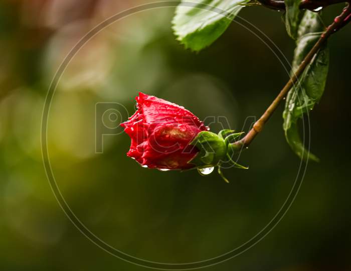 red hibiscus bud with water drops