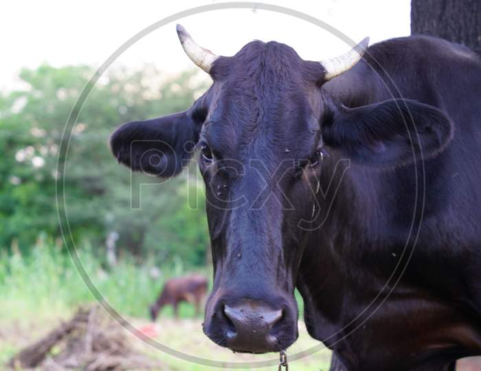 Side view of Black cow or Bos taurus staring at the camera in a farmland. Ruminant animal of Asian continent.