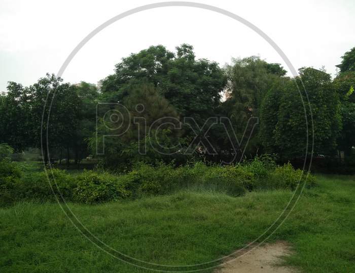 A picture of garden with selected focus