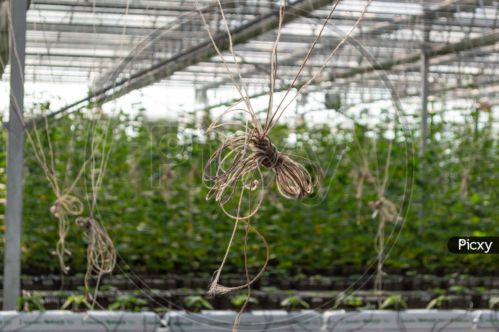 Plants Growing In A Greenhouse Agriculture Image Stock