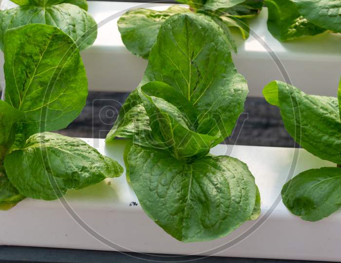 Green Salad Growing In A Greenhouse Image Stock