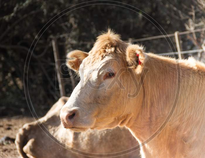 Portrait Of Dairy Cow Sitting In The Field