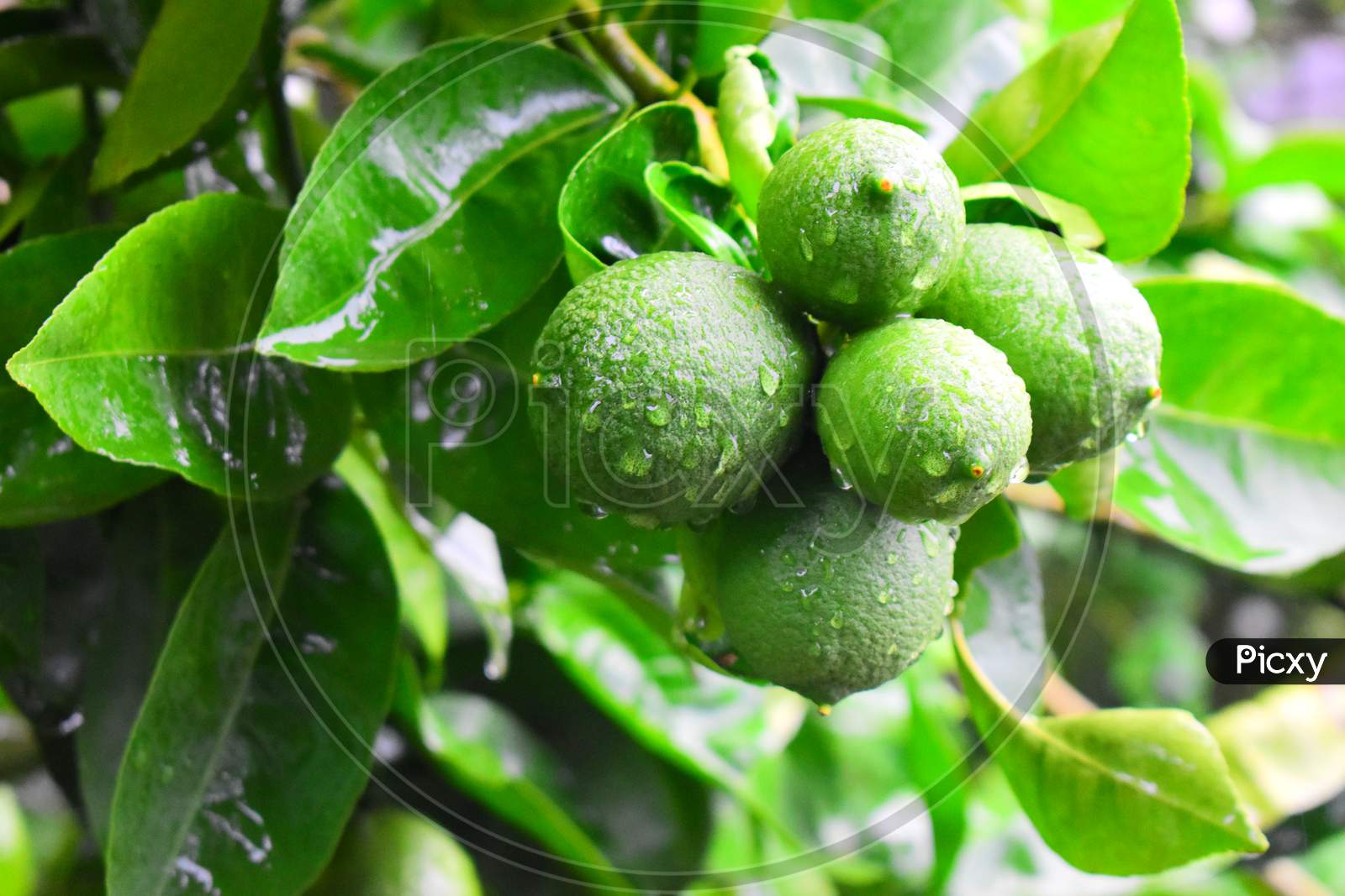 FRESH GREEN CITRUS FRUITS ON A TREE  BRANCH WITH WATER DROPLETS ON IT