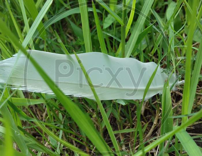 Feather in grass
