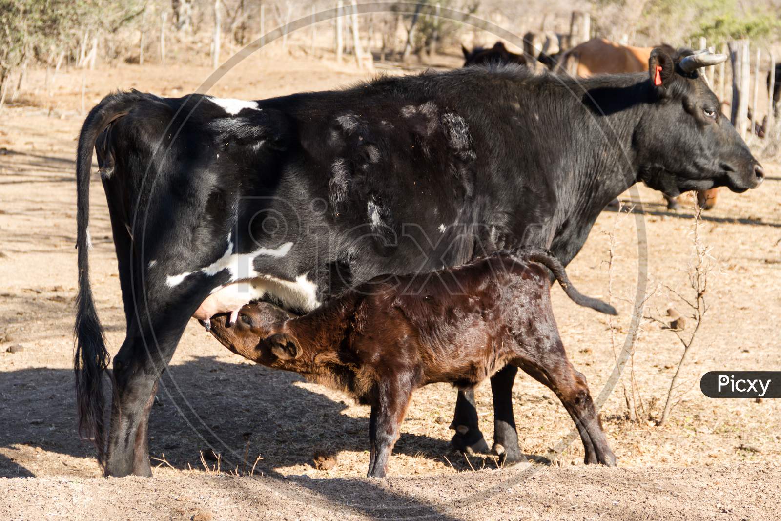 Calf Sent Milk From The Cow In The Field