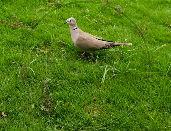 Dove in the garden