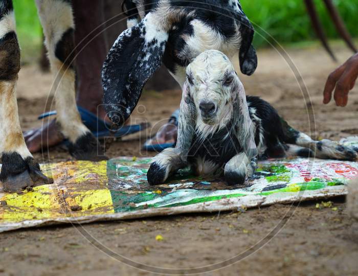 New born white spotted goat lings sitting on ground and seeing for mother milk. Goat is pet animal, mostly found in Asian continent.