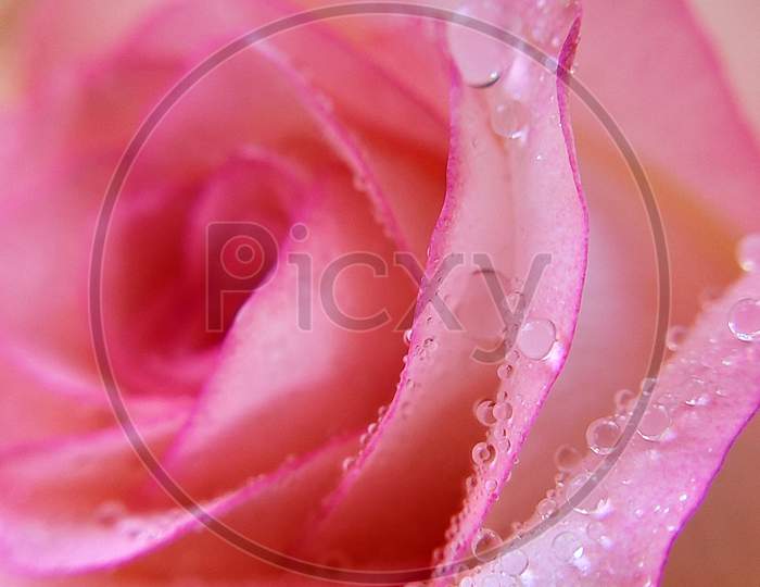 rose, closeup, water drop,pink rose, flower, raindrop