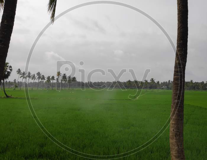green paddy fields at village india