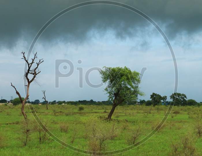 Green monsoon Landscape in village