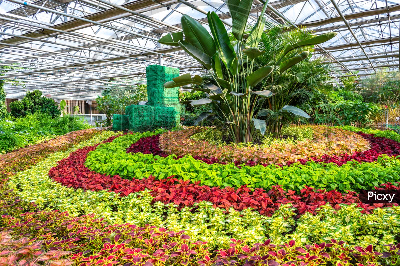 Flower Plantation In A Greenhouse Image Stock