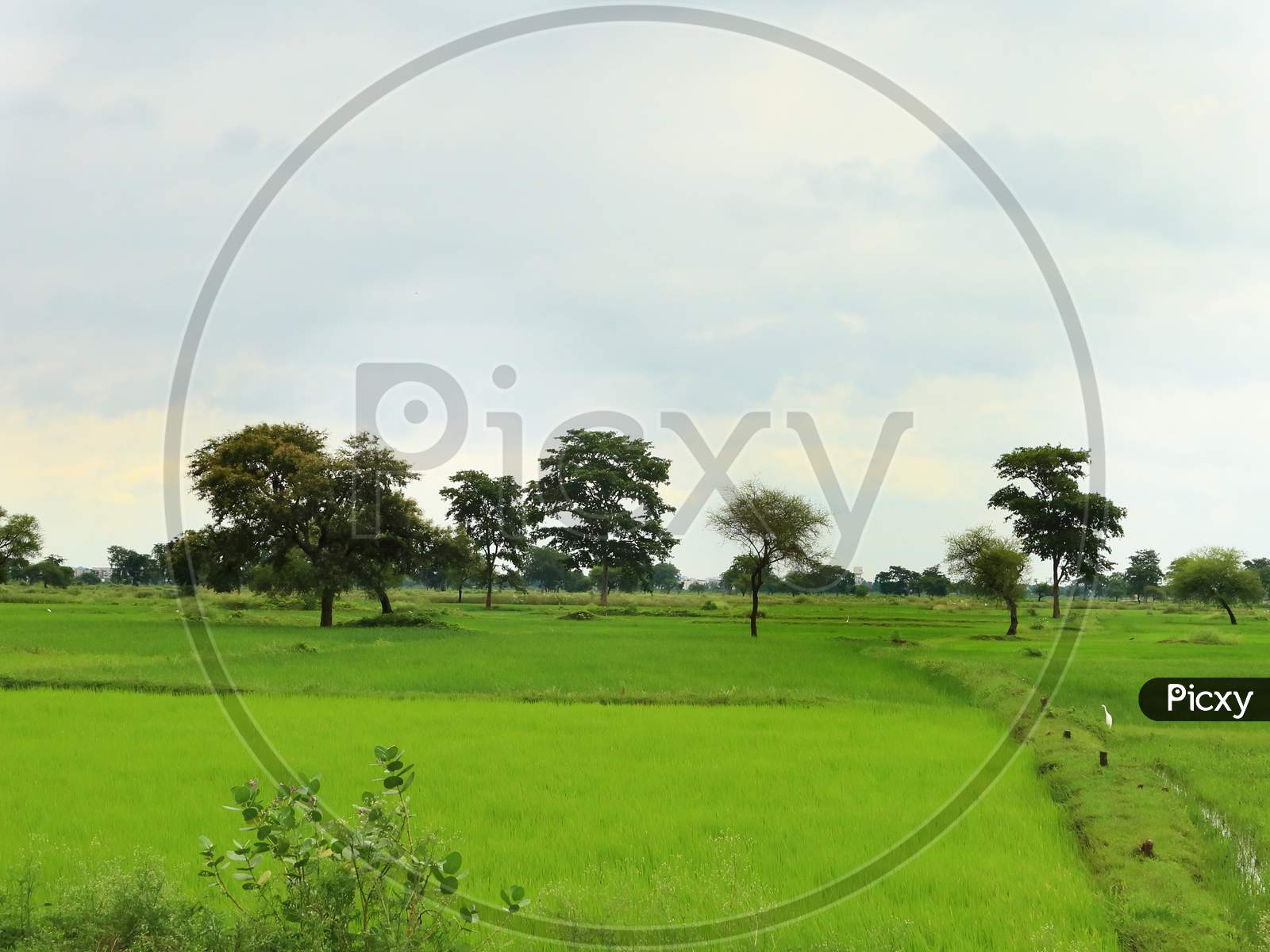 Green agricultural land in village, during monsoon.