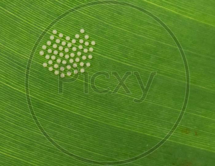 Eggs of Spider on the leaf