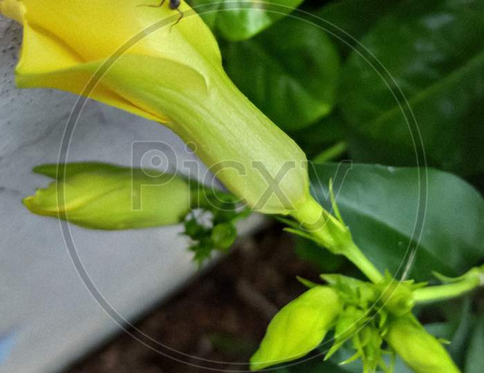 Yellow Flower with buds