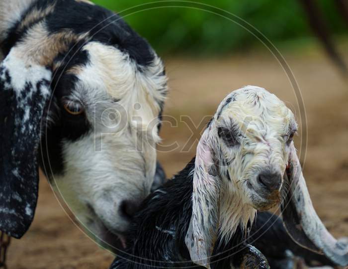 New born white spotted goat lings sitting on ground and seeing for mother milk. Goat is pet animal, mostly found in Asian continent.