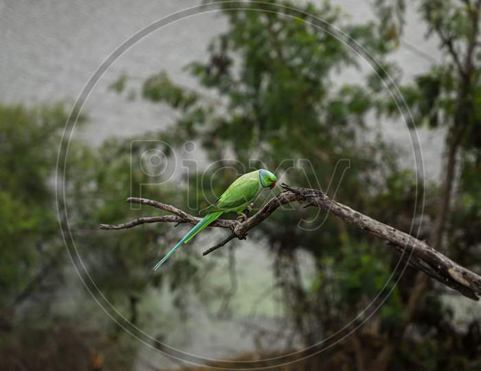 Rose-ringed parakeet at  Keoladeo Ghana National Park, Bharatpur, Rajasthan, India