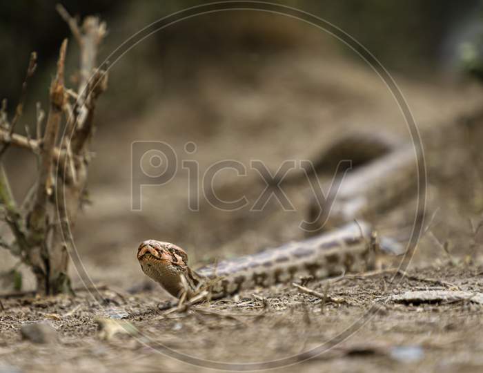 A python in the forest at Keoladeo Ghana National Park,bharatpur,rajasthan