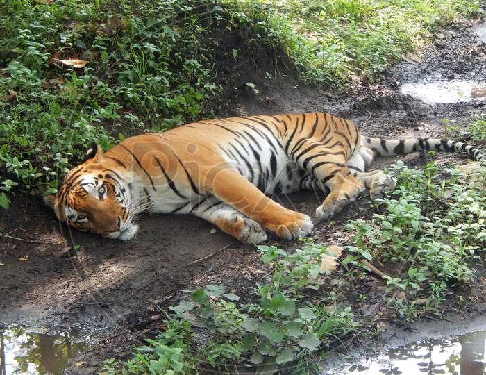 Bengal Tiger image,