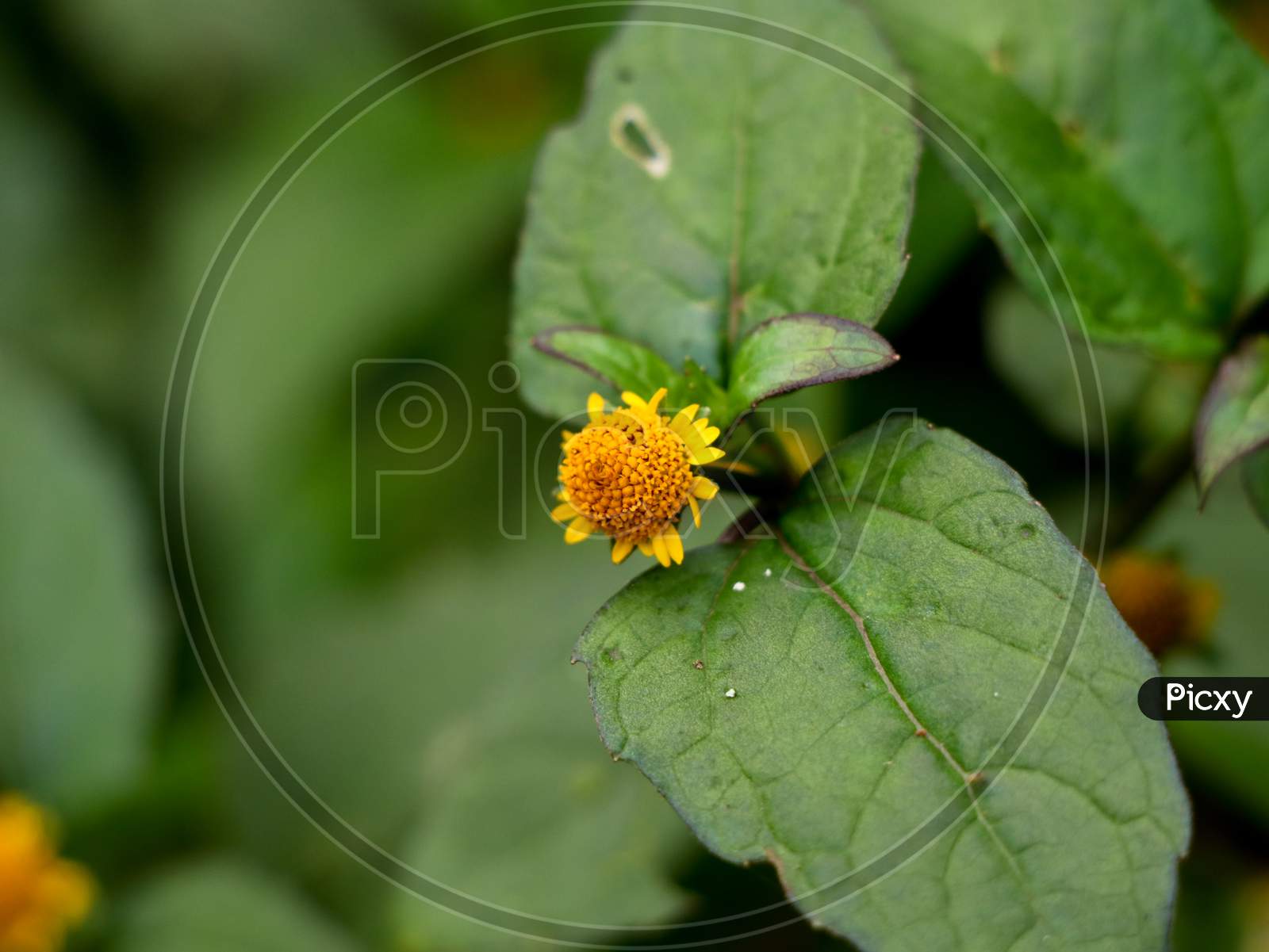 Dark Yellow Color Tiny Flower Of A Herbal Weed Plant