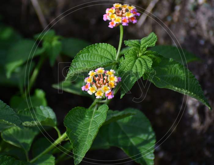 Close-up of small colorful wild flower