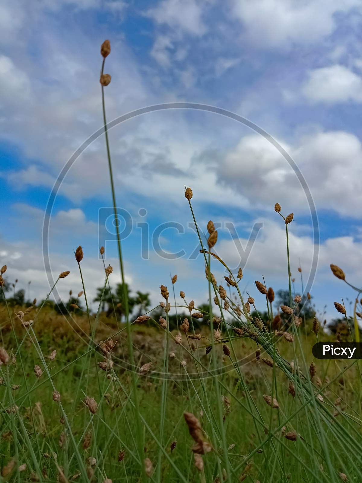 grass flower on sky background