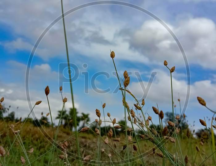 grass flower on sky background