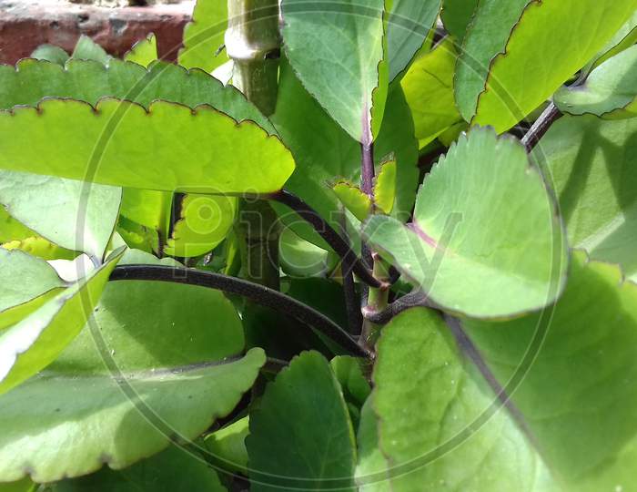 Kalanchoe Pinnata or Bryophyllum Calycinum Plant