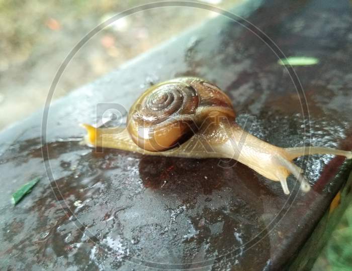A picture of land snail with blur background