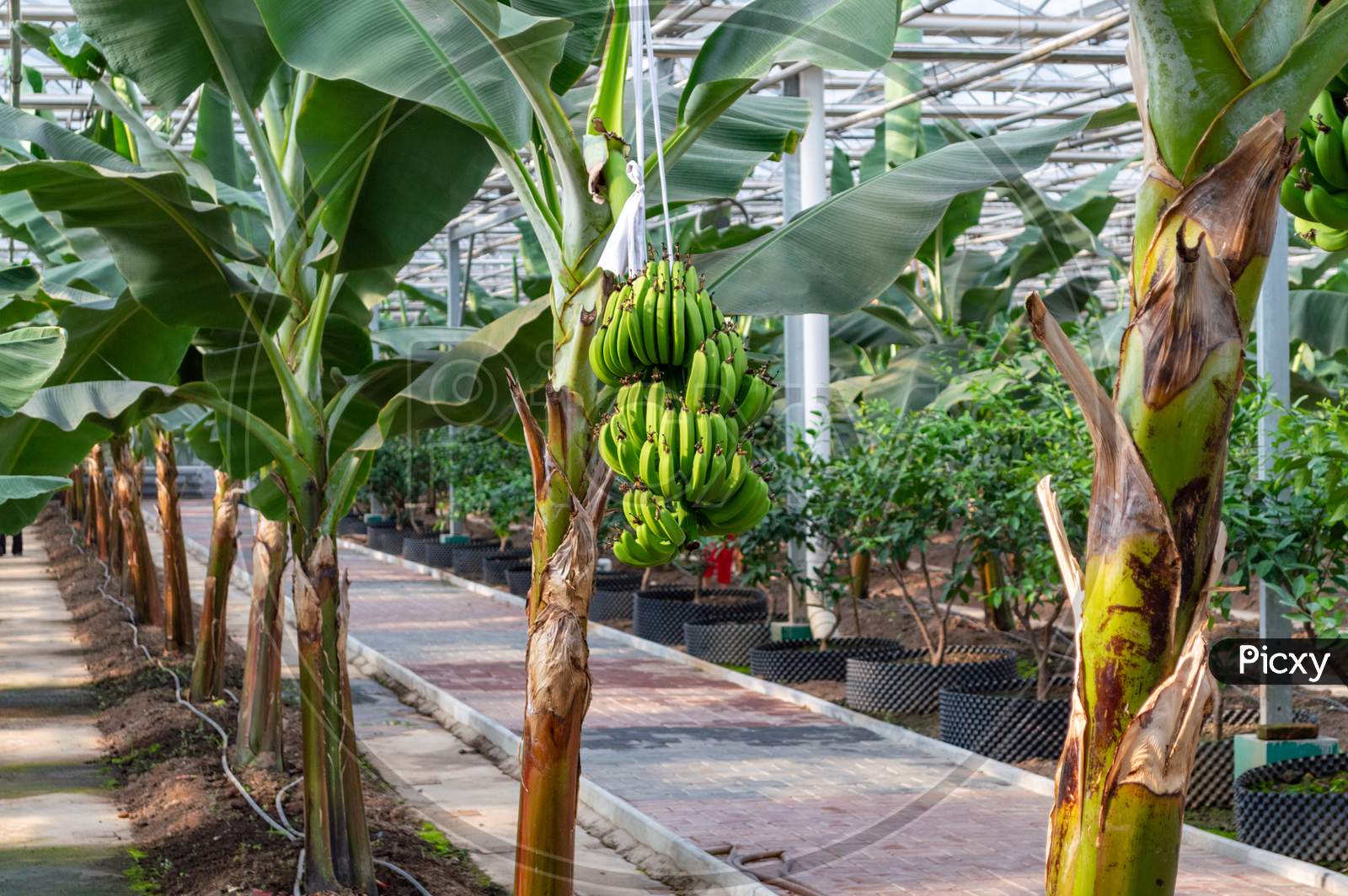 Banana Plants Growing In A Greenhouse