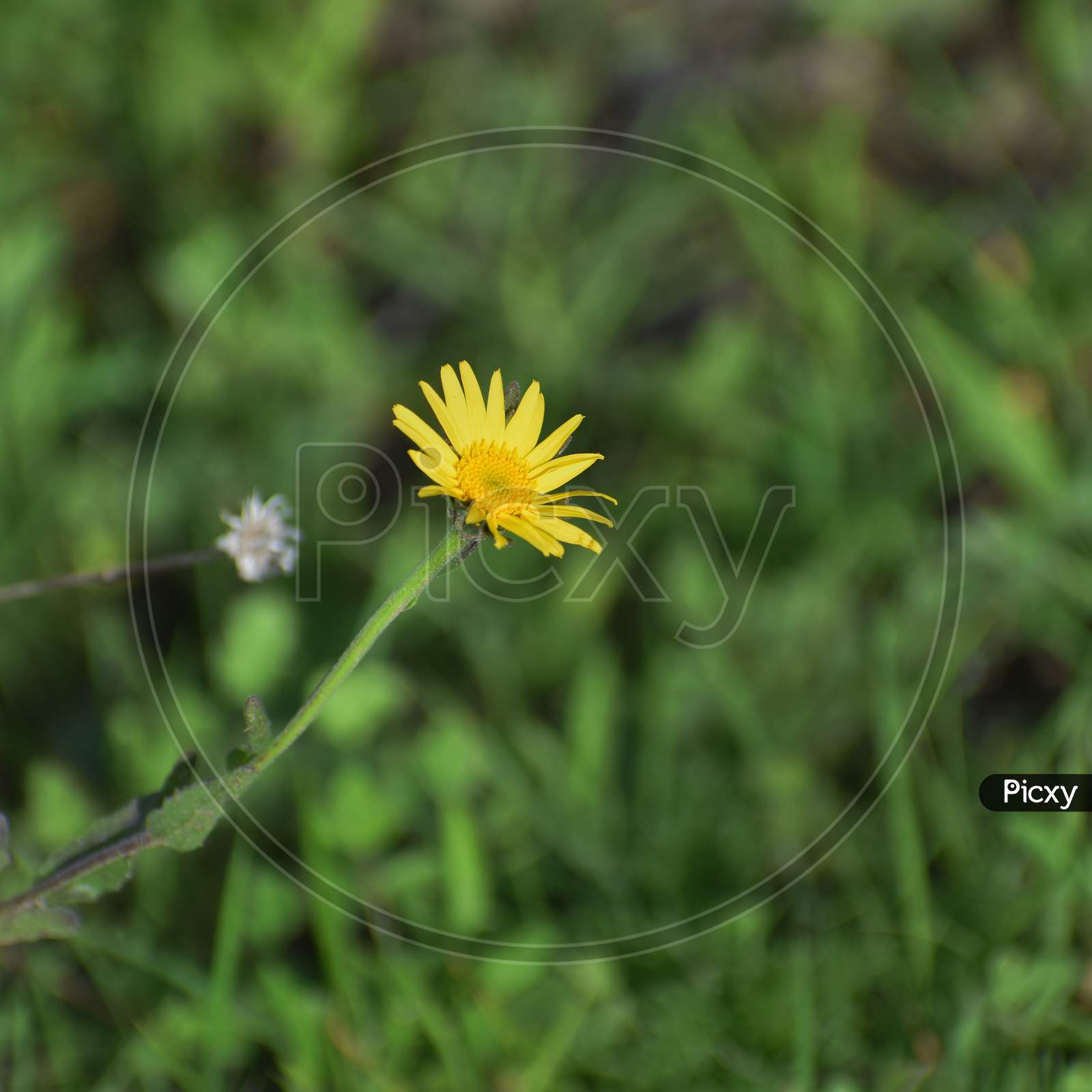 Isolated small yellow flower