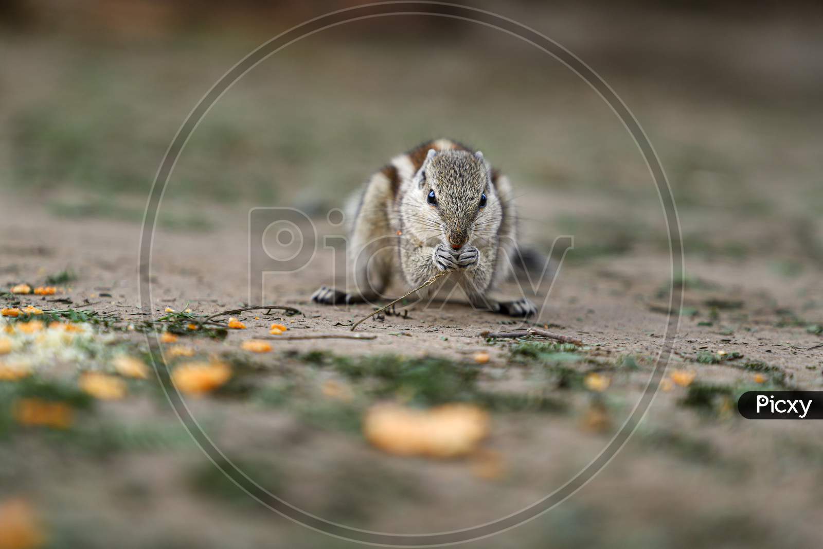 Indian palm squirrel or three-striped palm squirrel eating chips